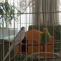 مرغ عشق نر سفید آبی دم بلند بسیار زیبا|پرنده|تهران, ایران|دیوار