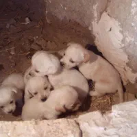 واگذاری توله سگ