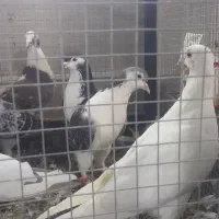 کفتر یک بوم