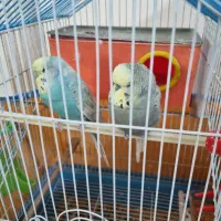 مرغ عشق انگلیسی