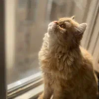 گربه پرشین|گربه|تهران, تهرانپارس غربی|دیوار