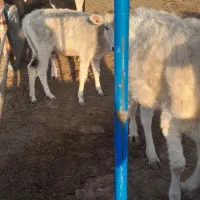 گاو و گوساله محلی. فوری. مناسب|حیوانات مزرعه|قم, بقیع|دیوار