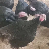 فروش بوقلمون برنز تعداد ۱۰۰ عدد به صورت عمده و تکی|حیوانات مزرعه|قائم‌شهر, |دیوار