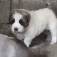 آلابای بااصالت نگهبان.. گله ای و..فی فقط سه|سگ|مشهد, ترمینال|دیوار