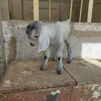 بزغاله شیری