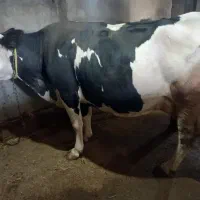 گاو سیمینتال شکم سوم با گوساله سیمینتال ماده