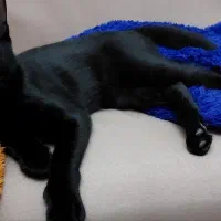 واگذاری گربه مشکی