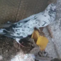 فروش کبوتر بالق