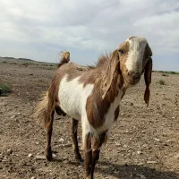 دو عدد بز پاکستانی شیرلبا بزغاله ویک عددچبش فروشی