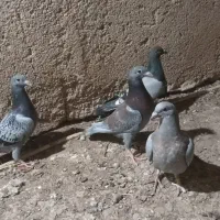 چهار عدد جوجه پلاکی هیچ پر تا دون خور سالم پلاکدار