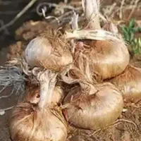 پیاز زعفران آماده کاشت