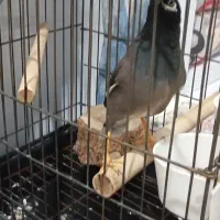 مرغ‌‌مینا‌۵سالش‌سخنگو‌اوازخون‌تقلید‌۲۰‌نوع‌اهنگ‌|پرنده|تهران, استقلال|دیوار