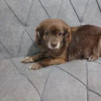 سگ پاکوتا|سگ|گرگان, |دیوار