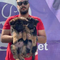 ژرمن شپرد کینگ موبلند بلک فیس|سگ|تهران, جنت‌آباد مرکزی|دیوار