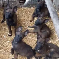 مالینویز.مالینوا.ژرمن.نگهبان