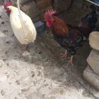 دو عدد خروس جوان و سرحال معاوضه با مرغ خوب وجوان