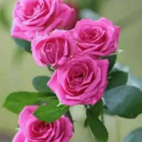 نیازمند ضامن هستم بازنشسته باشه