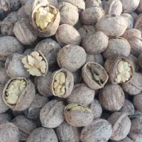 گردو پوست کاغذی ونایی|عمدهفروشی|بروجرد, |دیوار