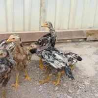 ۴ عدد جوجه لاری