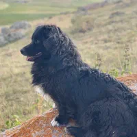 واگذاری سگ پاکوتا اشپیتز