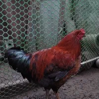 خروس محلی|حیوانات مزرعه|آستانه اشرفیه, |دیوار