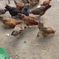 مرغ محلی وتخم گذار