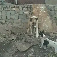 سگ گله ای فول انرژی|سگ|صحنه, |دیوار