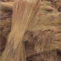 جاروشهردای