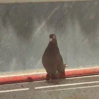 فروش فوری کبوترفیت