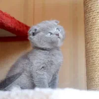 گربه اسکاتیش از مادر بریتیش|گربه|مشهد, چهارچشمه|دیوار