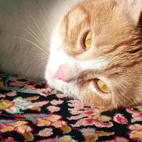 گربه نژاد DSH|گربه|شاهینشهر, شهرک گلدیس|دیوار