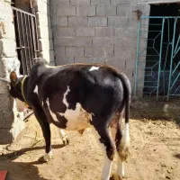 فروش گوساله نر|حیوانات مزرعه|میاندوآب, |دیوار