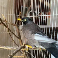 مرغ مینا سخنگو|پرنده|شیراز, پانصد دستگاه ارتش|دیوار