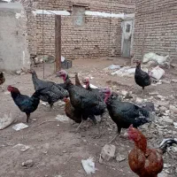 7عدد بوقلمون برنز 2عدد نر وپنج عدد ماده فروشی