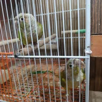 گرینچیک مولد