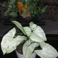 نخل مرداب|گل و گیاه طبیعی|پردیس, فاز ۱|دیوار
