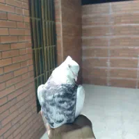 گمشده مژدگانی خوب