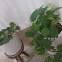 دو عدد گلدان سفالی بزرگ گل قاشقی و‌گل پتوس،