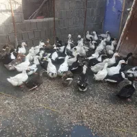 اردک بزرگ ۳کیلوبه بالا.قمت توافقی