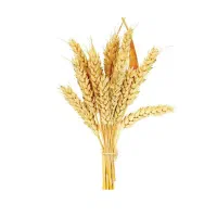 گندم بذری پیشگام