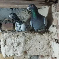 کفتر|پرنده|زاوه, |دیوار