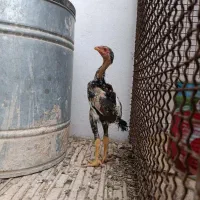 جوجه لاری