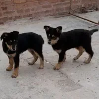 توله ژرمن ماده فروشی