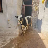 گوساله نر آمریکایی