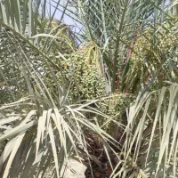 نخلستان