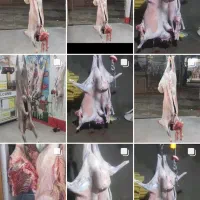 مغز ران گوساله|خوردنی و آشامیدنی|بجنورد, |دیوار