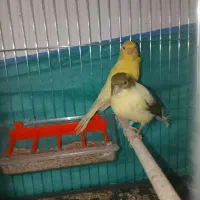 یک جفت قناری معاوضه