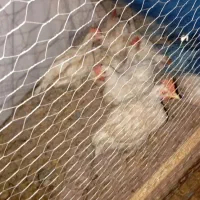 جوجه