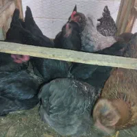 مرغ تخم گذار|حیوانات مزرعه|قم, براسون|دیوار