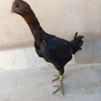 مرغ لاری کرچ